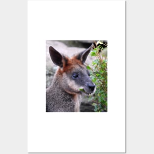 Swamp Wallaby Posters and Art